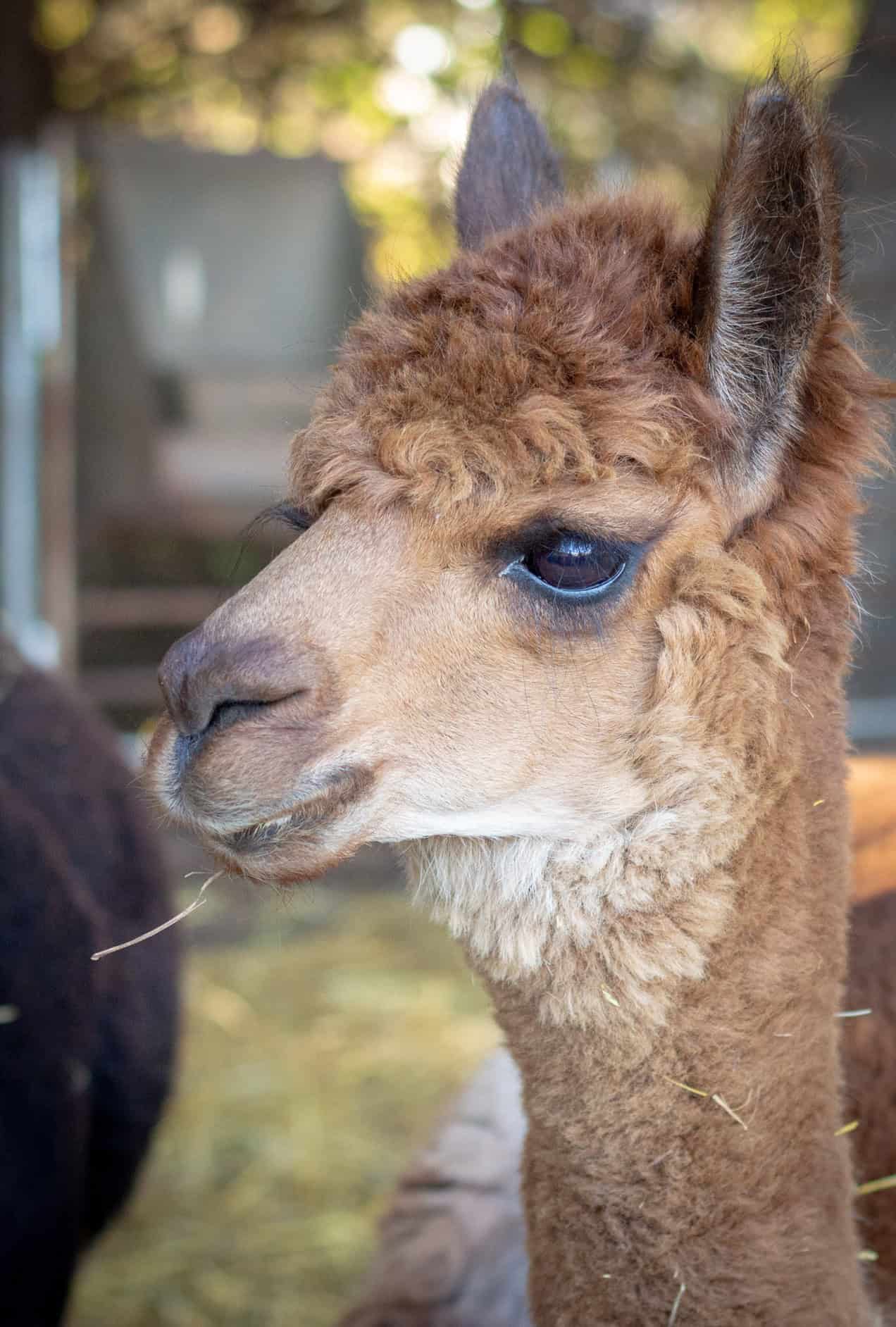 Safari Park Animal Showing